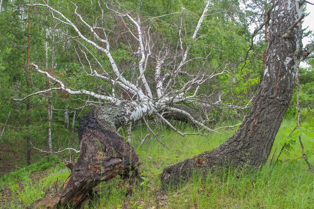 De stam van een grote berkenboom in een bos, gevallen door orkaan