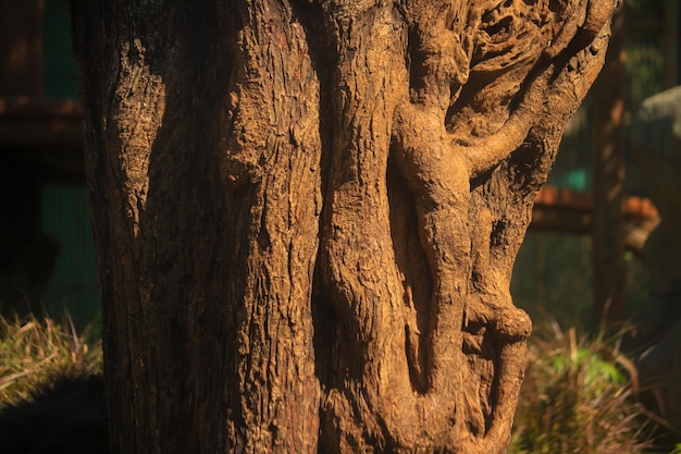 De stam van een knoestige oude boom