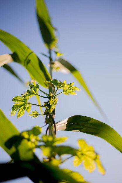 De stam van riet verstrengeld met krullende hop in de zon