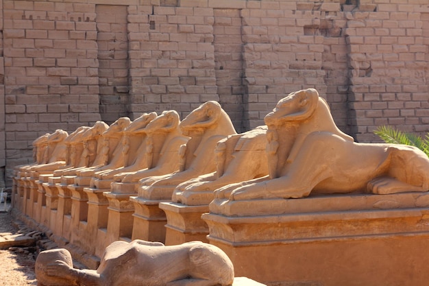 De standbeelden van Egypte van sfinx in karnak-tempel