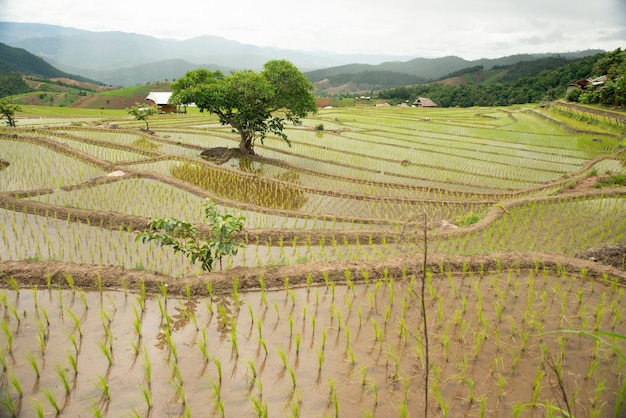 De stappen van de landbouw op de heuvel in het noorden van Thailand