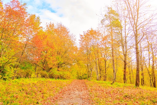 De steeg van het herfstpark Het seizoen is herfst September Oktober November