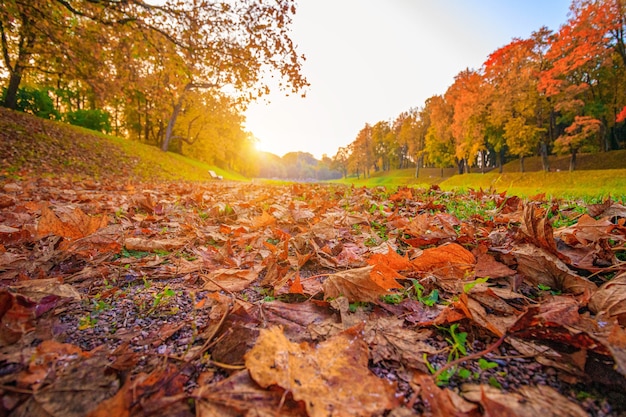 De steeg van het herfstpark