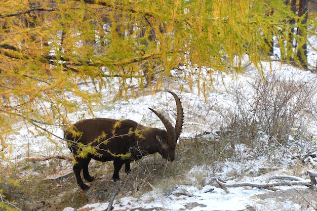 Foto de steenbok in het bos