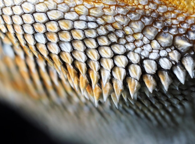De stekelige baard en het oor van de bebaarde draak close-up macrofotografie. Abstracte foto