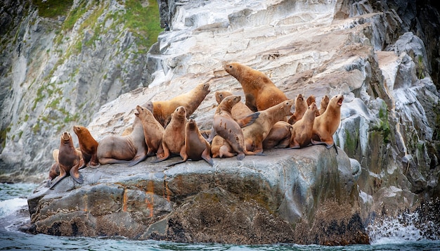 De Steller-zeeleeuw zittend op een rotseiland in de Stille Oceaan op het schiereiland Kamtsjatka