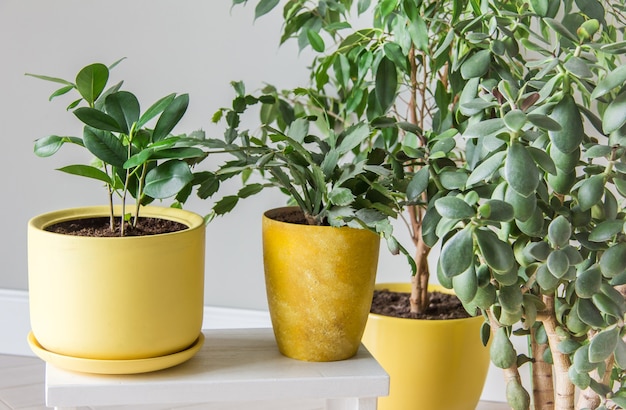 De stijlvolle ruimte is gevuld met een verscheidenheid aan moderne groene planten in gele potten Moderne huistuinsamenstelling Stijlvol en minimalistisch stadsjungle-interieur Botany huistuin