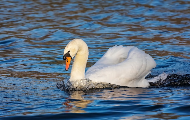 De stodde zwaan zwemt in de vijver in het openbare park