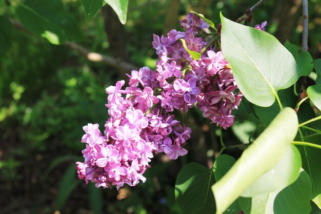 De stralen van de zon creëren de magie van de schoonheid van een cluster van delicate roze seringen