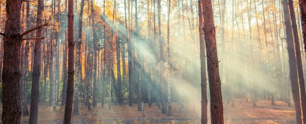 De stralen van de zon in het herfst mistige bos.