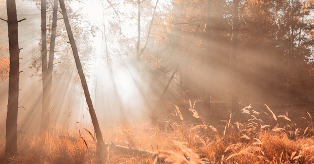 De stralen van de zon in het herfst mistige bos.