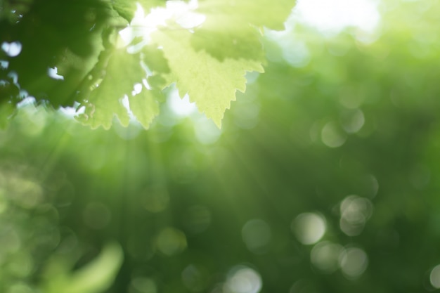 De stralenzonsopgang met groene installatie vertroebelde bosachtergrond