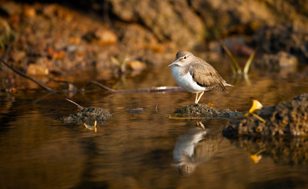 De strandlopervogel op de gouden rivier