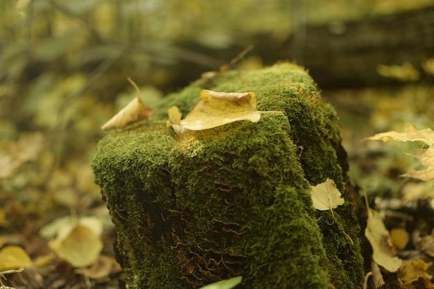 De stronk is bedekt met groen mos in het district sengileyevsky in de regio ulyanovsk, rusland