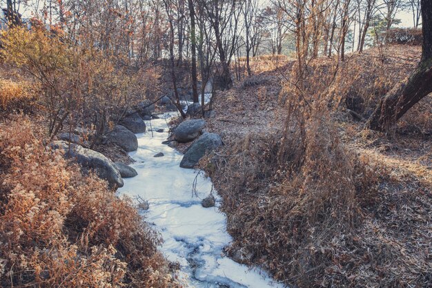 Foto de stroom wordt bevroren in het bos