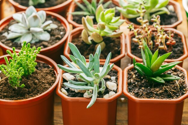 Foto de succulente bloeiende achtergrond van huisplanten.