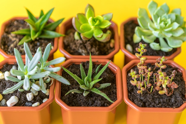 De succulente kleine spruiten van de huisinstallatie op geel