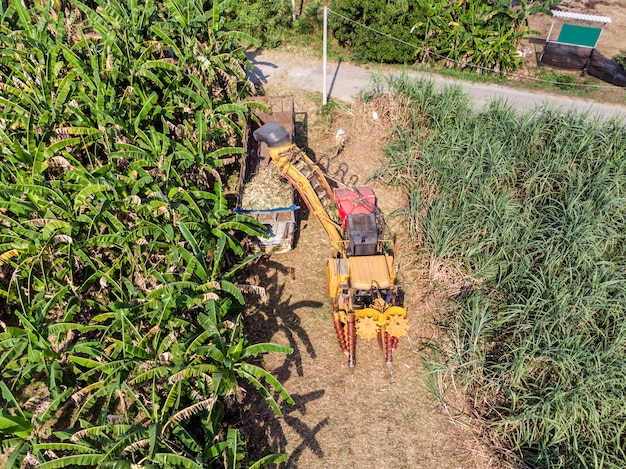 De suikerrietoogstmachine oogst suikerriet in de vrachtwagen