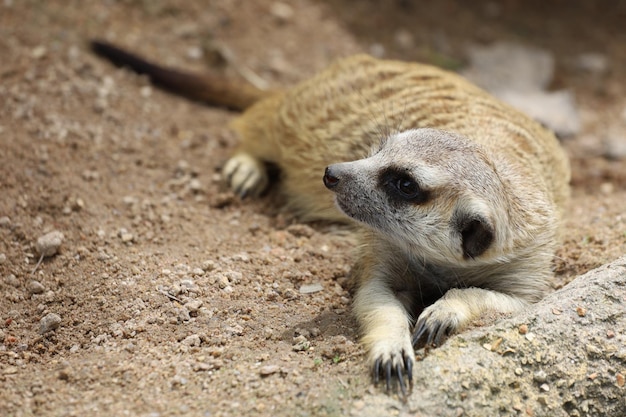 De Suricata suricatta of meerkat gaat zitten en rust op de zandvloer