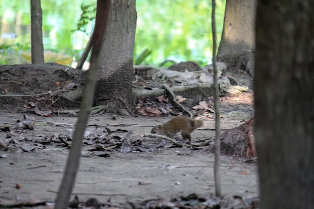 De symfonie van de natuur Kleurrijke eekhoorn en rustige boom Foto van hoge kwaliteit