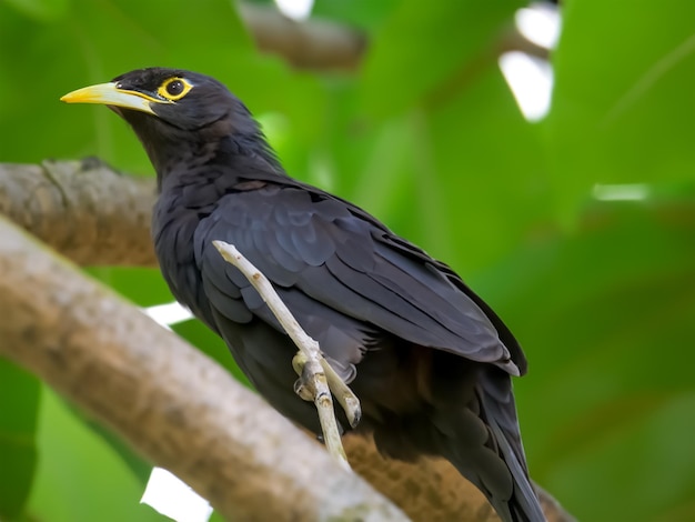 De symfonie van de natuur kleurrijke gewone Moyna en rustige boombladeren Stockfoto Hoogwaardige afbeelding