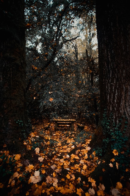 De tafel in het bos