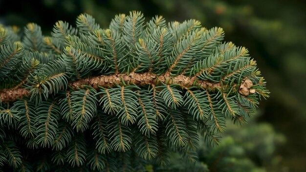 De tak van de dennenboom met de naalden dichtbij