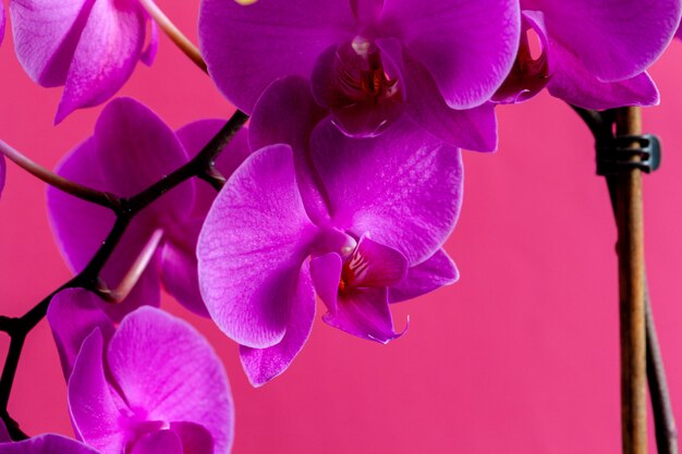 De tak van de orchideebloem op heldere roze dichte omhooggaand als achtergrond