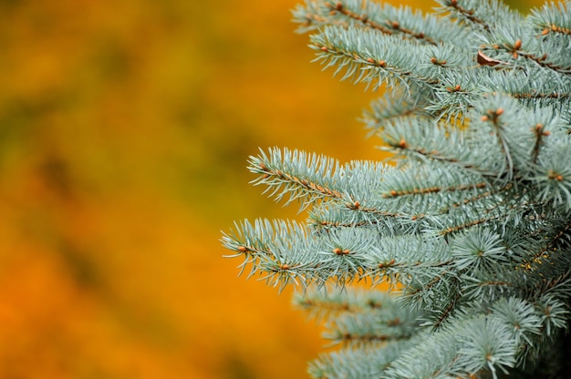 De tak van een kerstboom in de herfst.