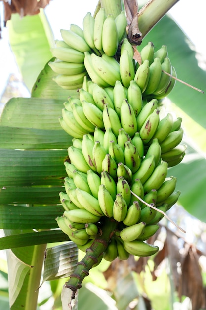 De tak van groene bananen groeit aan een palmboom