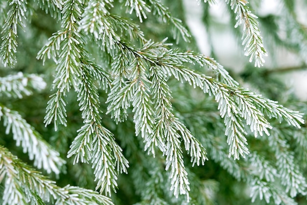 De takken en groene naalden van dennenboom bedekt met rijp