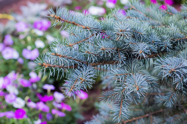 De takken van de blauwe spar close-up