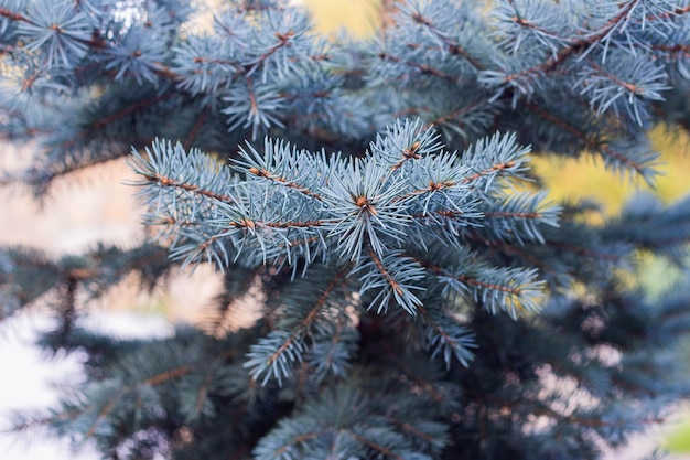 De takken van de blauwe spar close-up