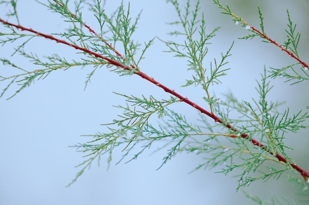 Foto de takken van de bomen.