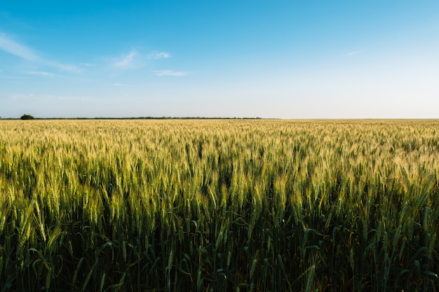 De tarweaartjes bewerken het landschap van het de landbouwgebied van de landbouw met blauwe hemel