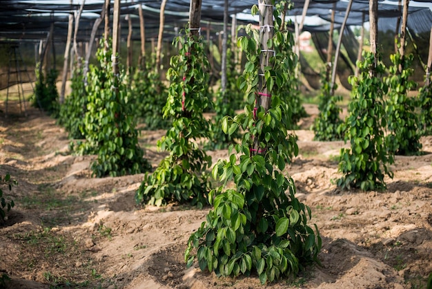 De teelt van zwarte peperplanten