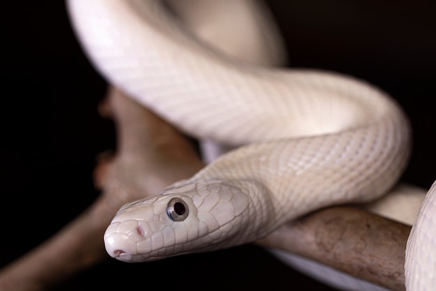 De Texaanse rattenslang (Elaphe obsoleta lindheimeri) is een ondersoort van rattenslang, een niet-giftige colubrid die in de Verenigde Staten wordt aangetroffen, voornamelijk in de staat Texas.