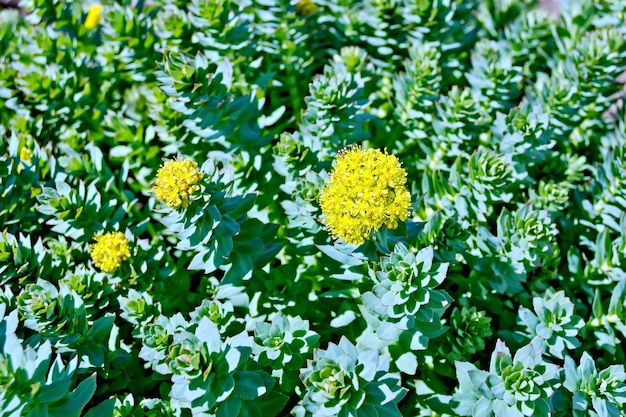 De textuur van de bladeren en bloemen Rhodiola rosea