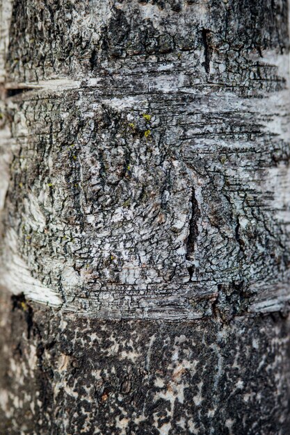 De textuur van de boomschors. Boom in het park close-up. Reliëftextuur en achtergrond. Bos en natuur.