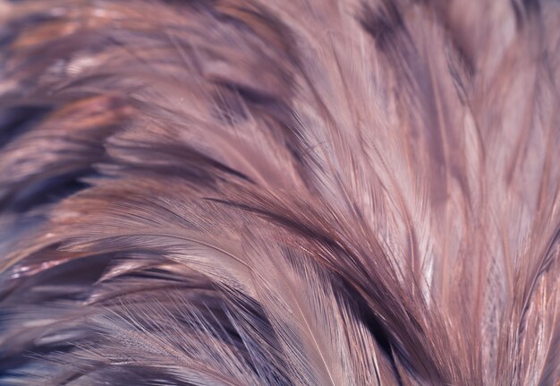 De textuur van de de kippenveer van de onduidelijk beeldvogel voor achtergrond, Fantasie, Abstracte, zachte kleur van kunstontwerp.