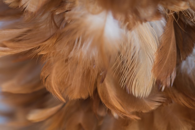 De textuur van de de kippenveer van de onduidelijk beeldvogel voor achtergrond, Fantasie, Abstracte, zachte kleur van kunstontwerp.