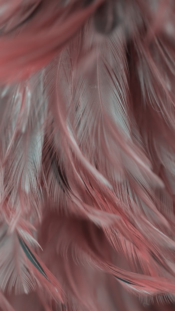 De textuur van de de kippenveer van de onduidelijk beeldvogel voor achtergrond, Fantasie, Abstracte, zachte kleur van kunstontwerp.