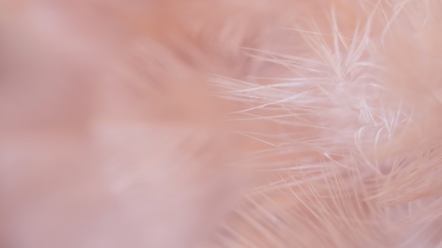 Foto de textuur van de de kippenveer van de onduidelijk beeldvogel voor achtergrond, fantasie, abstracte, zachte kleur van kunstontwerp.