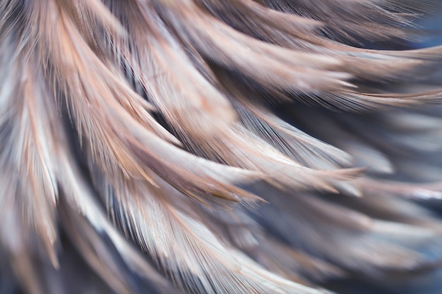 Foto de textuur van de de kippenveer van de onduidelijk beeldvogel voor achtergrond