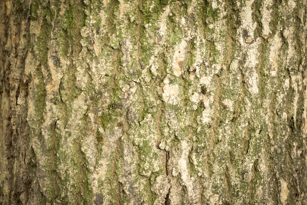 De textuur van de schors van de boom is bedekt met schimmel