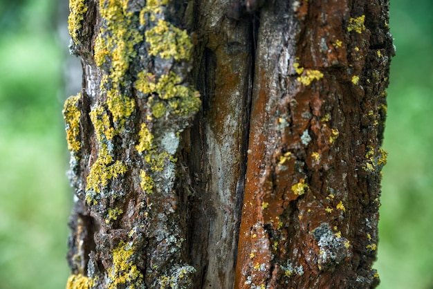 De textuur van de stam van een berk close-up in het bos