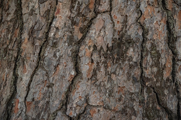 De textuur van de stam van een eeuwenoude dennenboom close-up