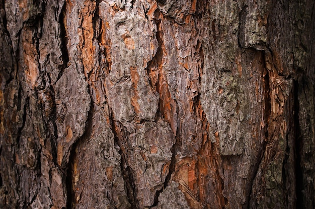 Foto de textuur van een boomschors is erg ruw en heeft een ruwe textuur.