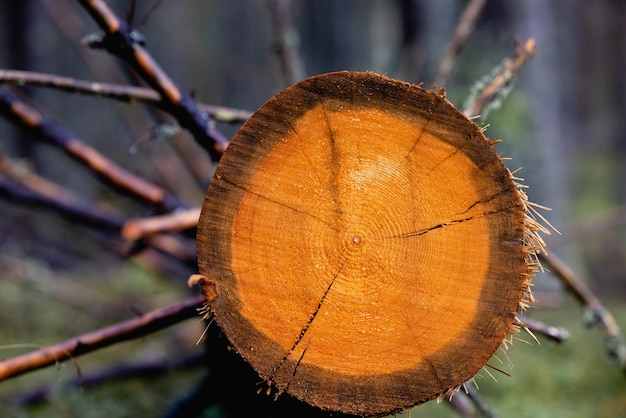 Foto de textuur van een omgehakte boom in het bos