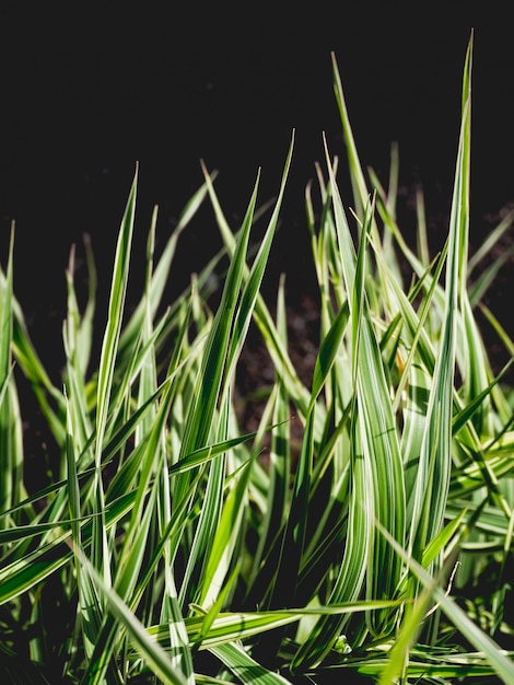 De textuur van groene bladeren van riet. Bush groen bamboe. Groene struik van een jonge bamboe plant.